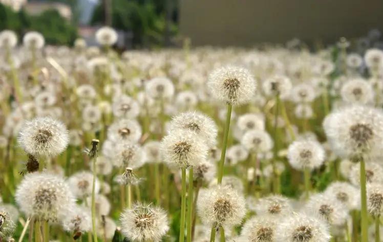 野生蒲公英降血糖,蒲公英是糖尿病的克星吗