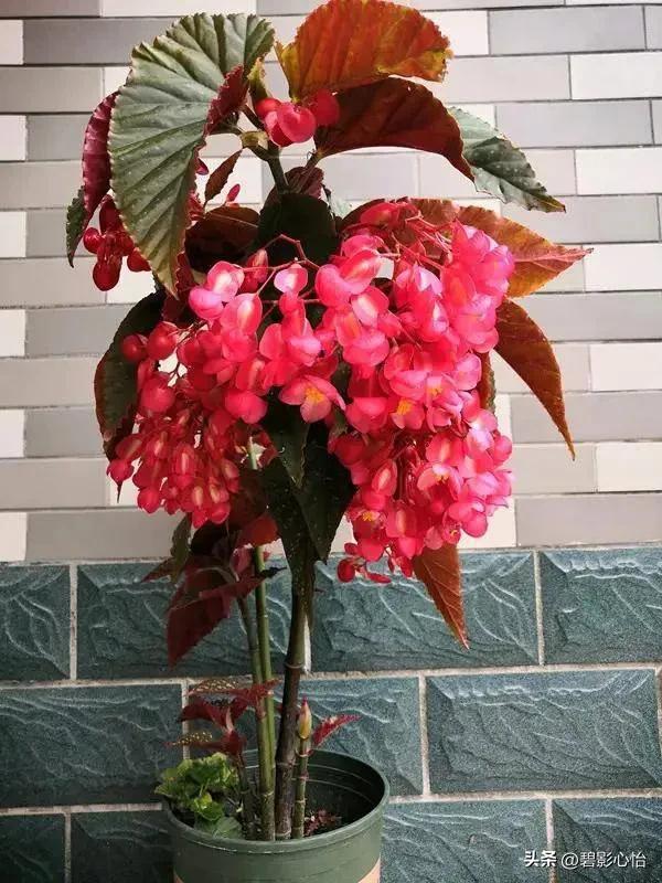 竹节海棠有根无叶能活吗,竹节海棠能否长久日照