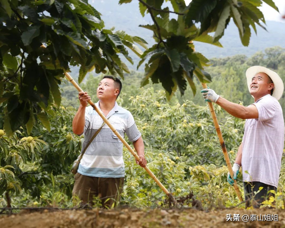 板栗果实采收与贮藏