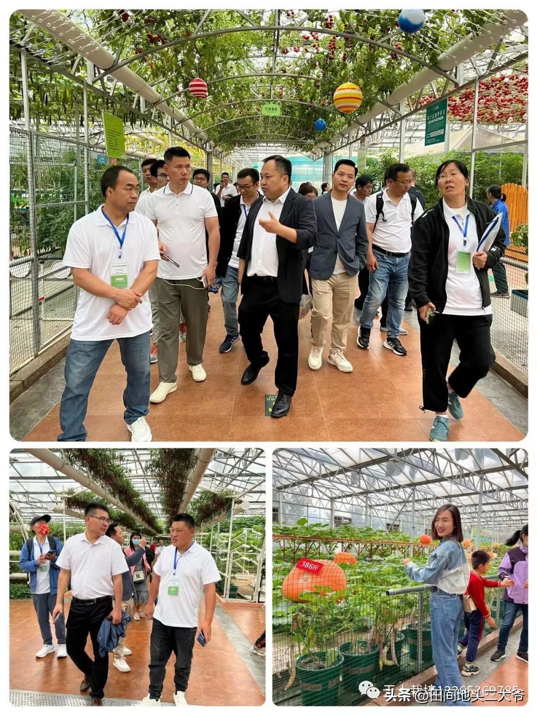 寿光中荷无土栽培基地,山东寿光中荷无土栽培