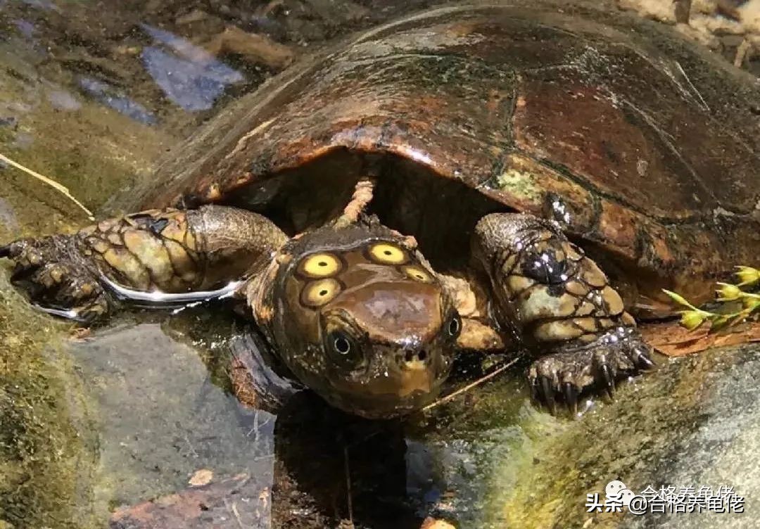 给刚出生的龟苗换水视频,养小龟苗怎么换水比较好