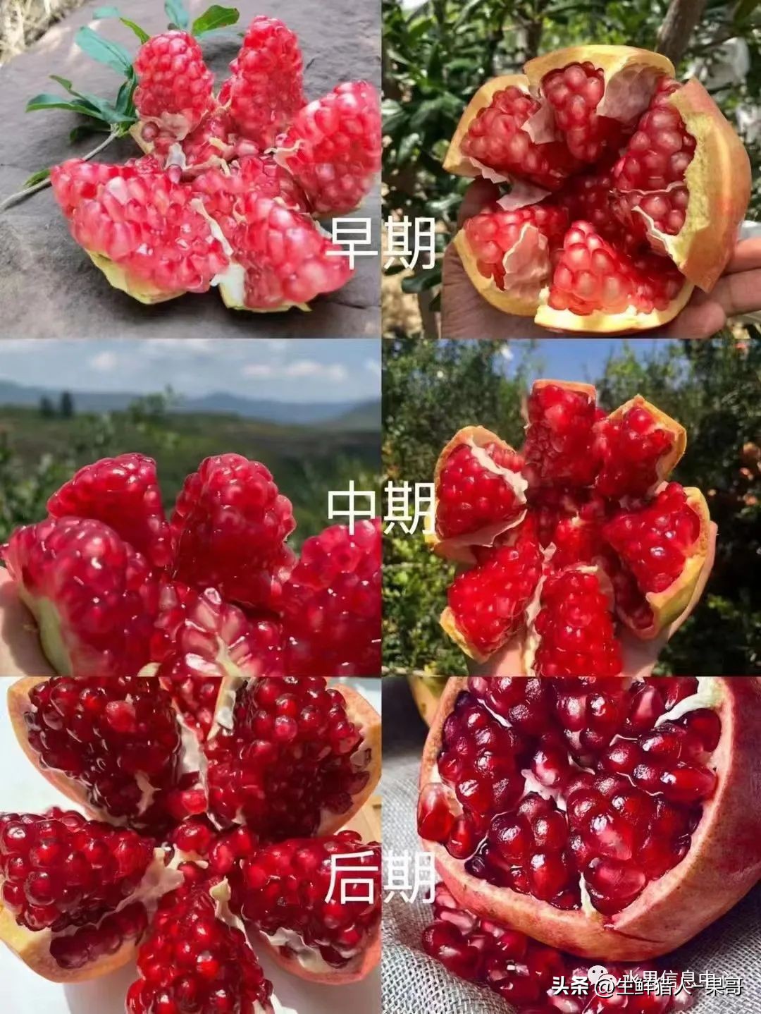 软籽石榴正确打开方式,你不知道的软籽石榴