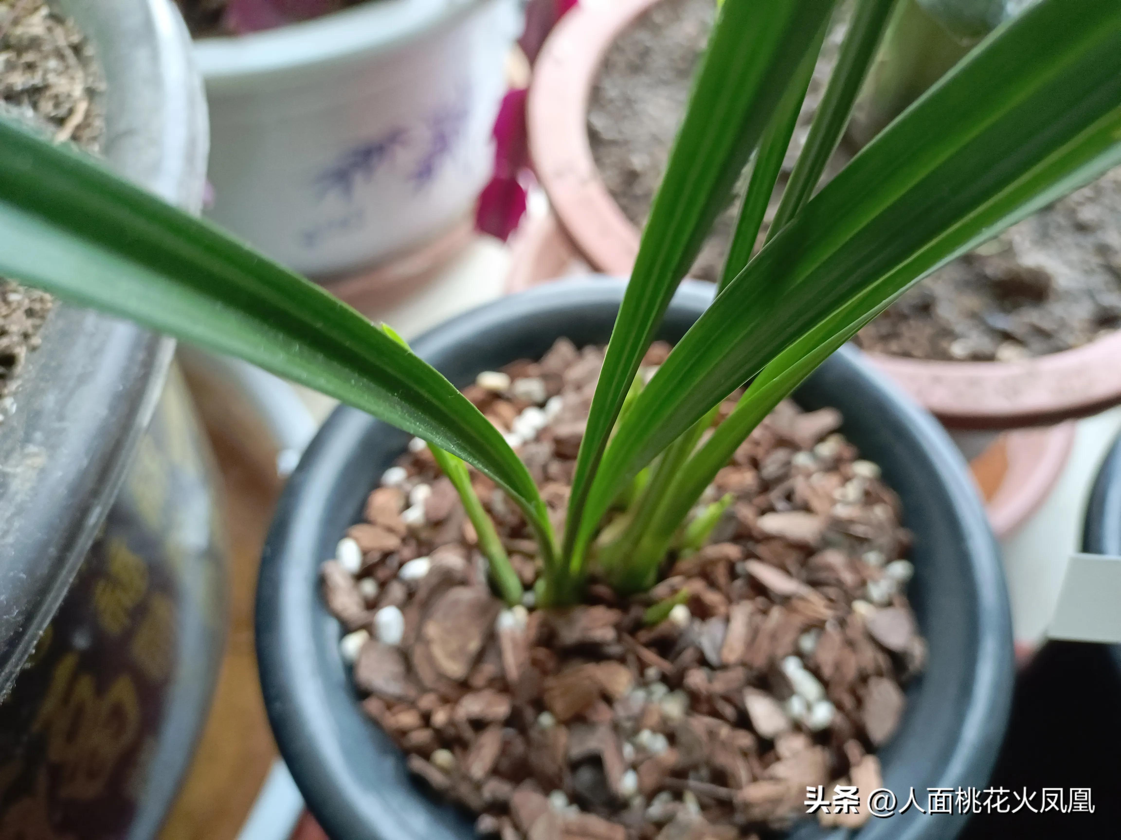 建兰不长新芽是什么原因,建兰花不开花是怎么回事