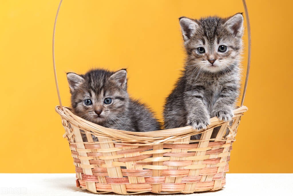 猫——忆童年（二）