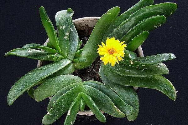 5种霸气花，个个“丑八怪”却吉利镇宅，丢在角落不管，一样爆棚