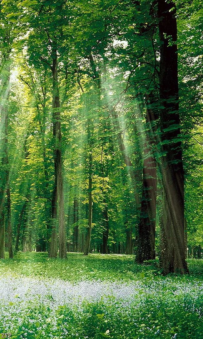 太美了100张人间美照,太美了最美中国红