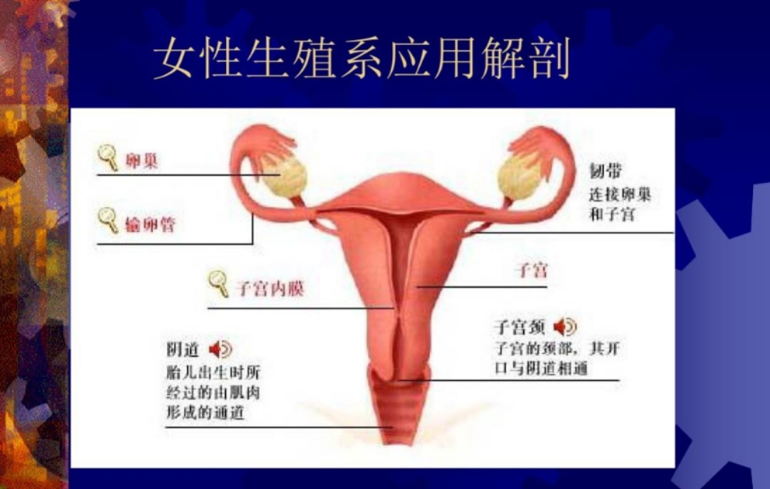一个女人没有了子宫,女性没有子宫会怎么样