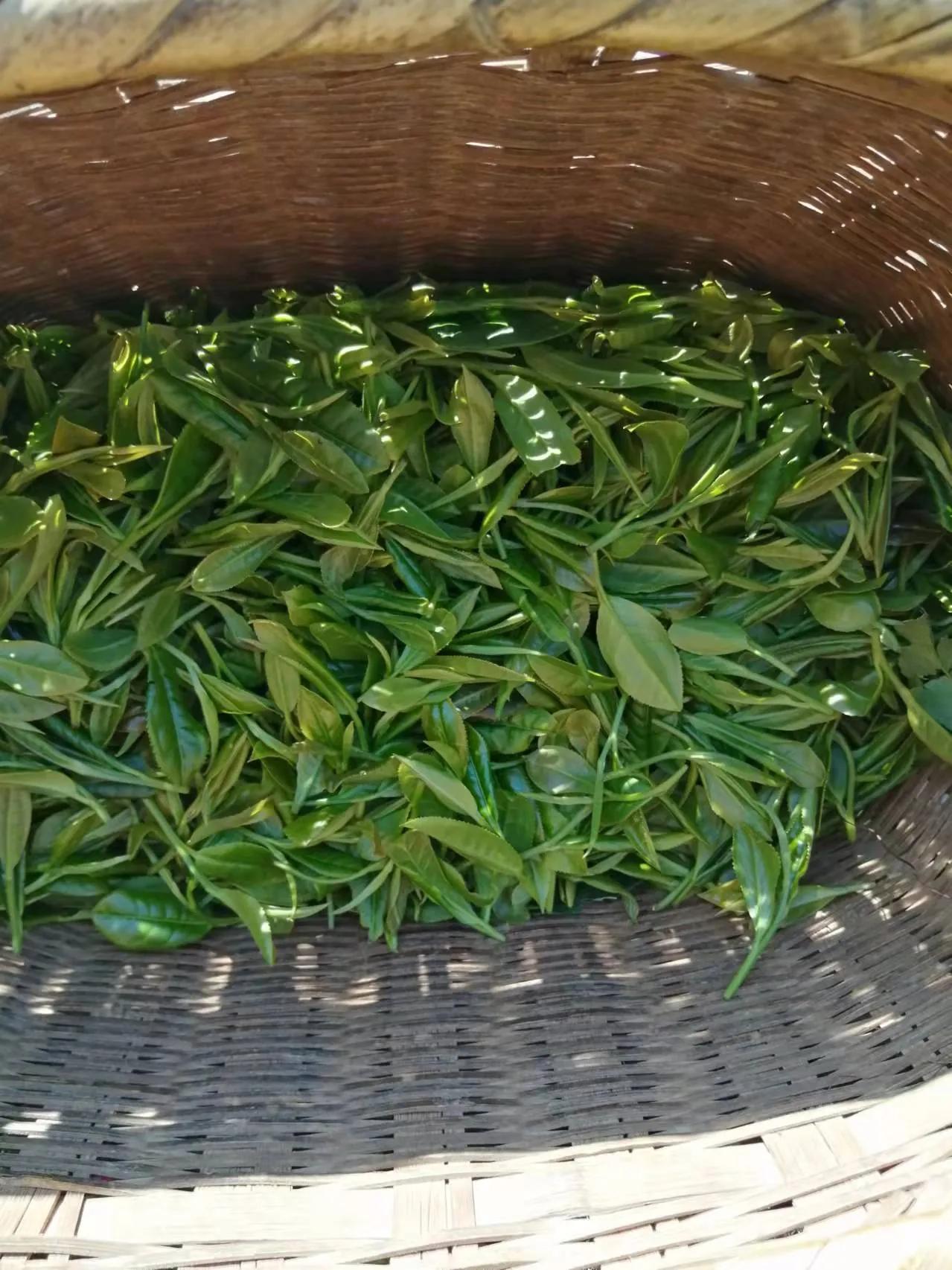 雨前茶和谷雨茶的区别,雨前茶一般是什么茶