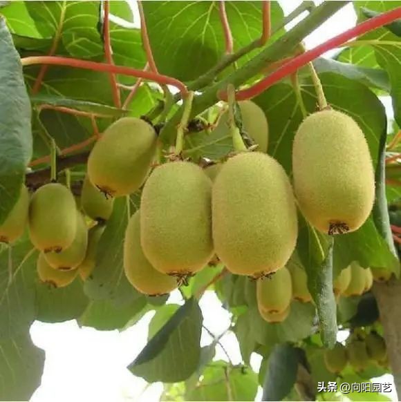 果树苗如何买到真苗,购买果树苗怎么防止买假苗