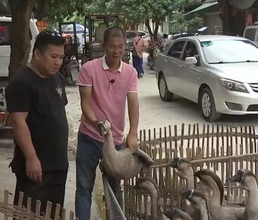 养鹅创业致富门路,90后小伙创业林下养殖大鹅