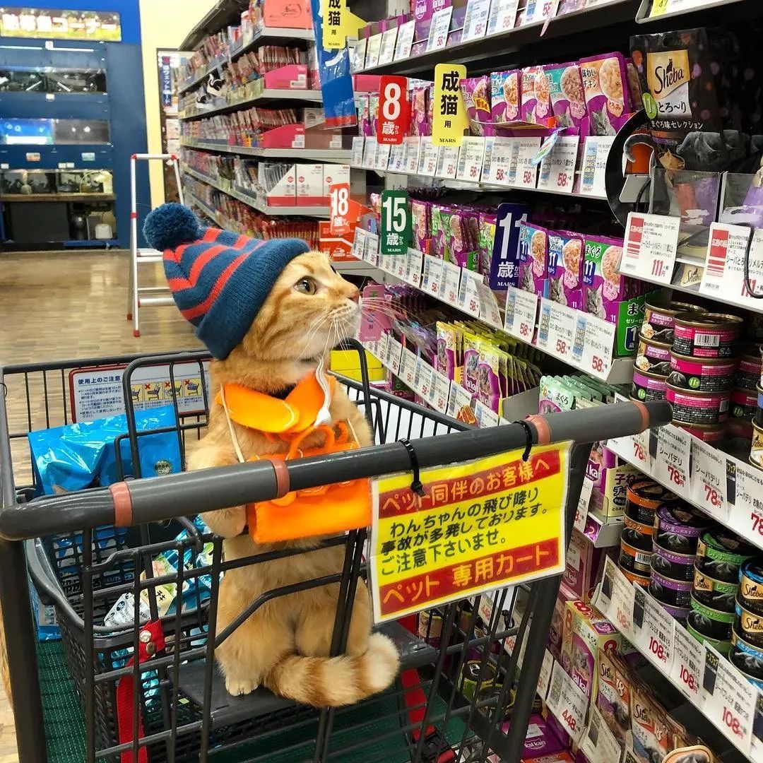 为什么说有些人千万不能养猫,哪种人不建议养猫