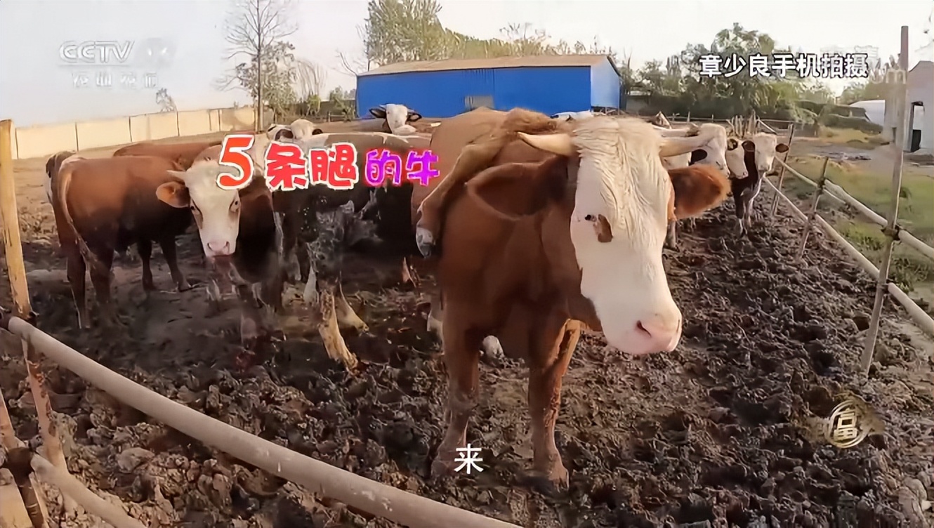 你见过5条腿的牛吗？养出2000斤巨大吨牛，一年大赚5000万