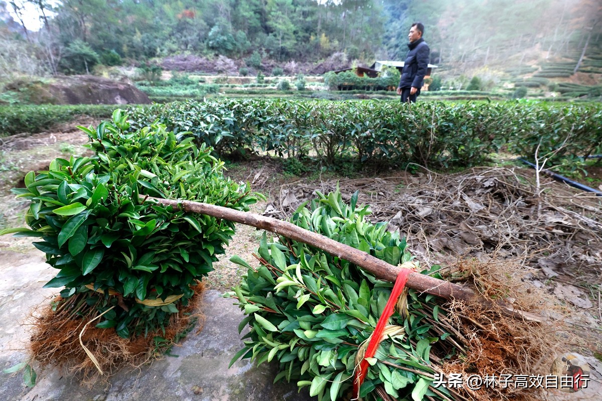 武夷山最好的岩茶,是不是所有武夷山的茶都是正岩茶