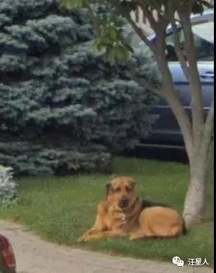 谷歌地图的狗狗,谷歌地图六条腿的狗