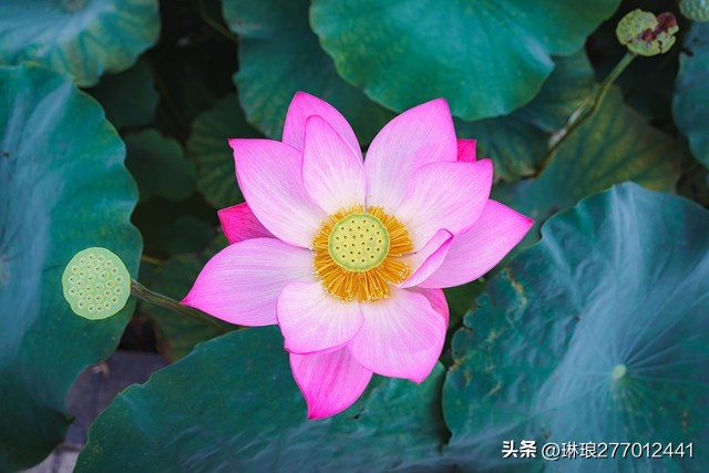 荷花之美在于淡雅,禅意美到极致的荷花