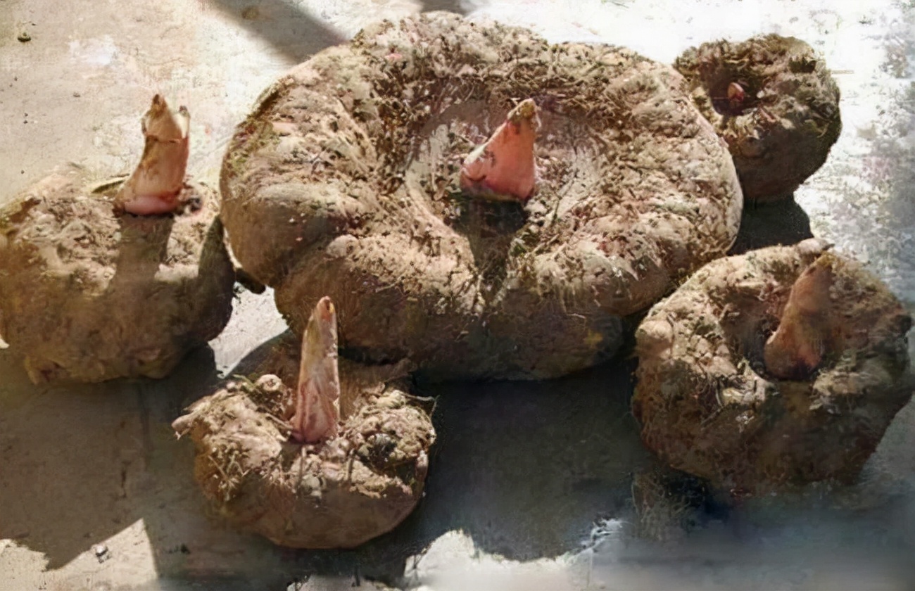 四川大凉山魔芋,金阳县白魔芋菜品