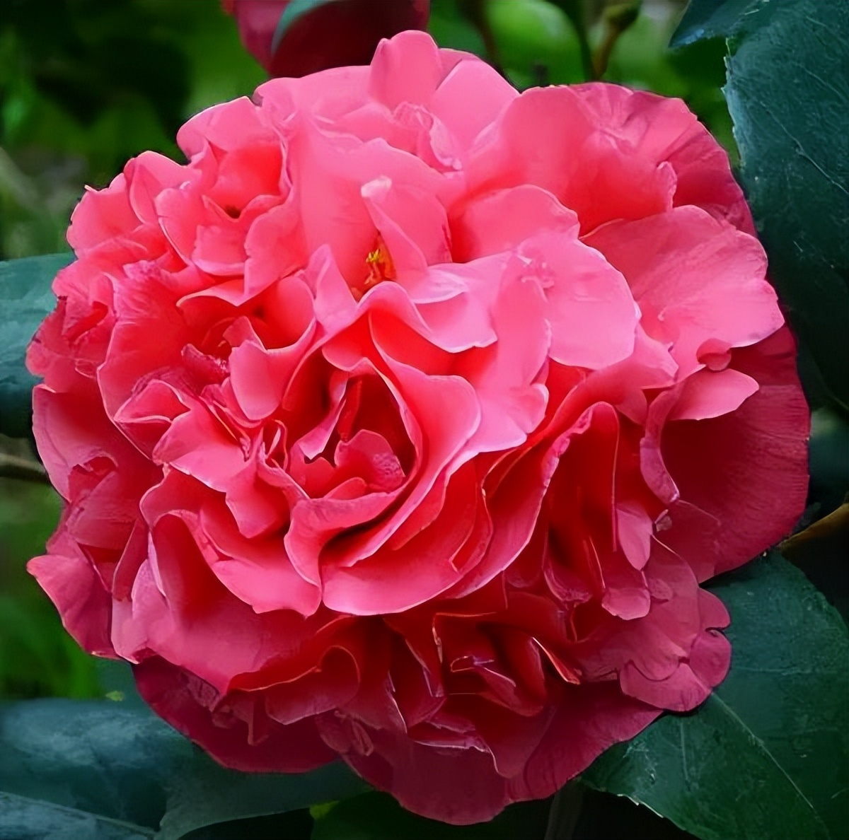 克瑞墨贵还是赛牡丹贵,克瑞墨大牡丹花真的耐寒好养吗