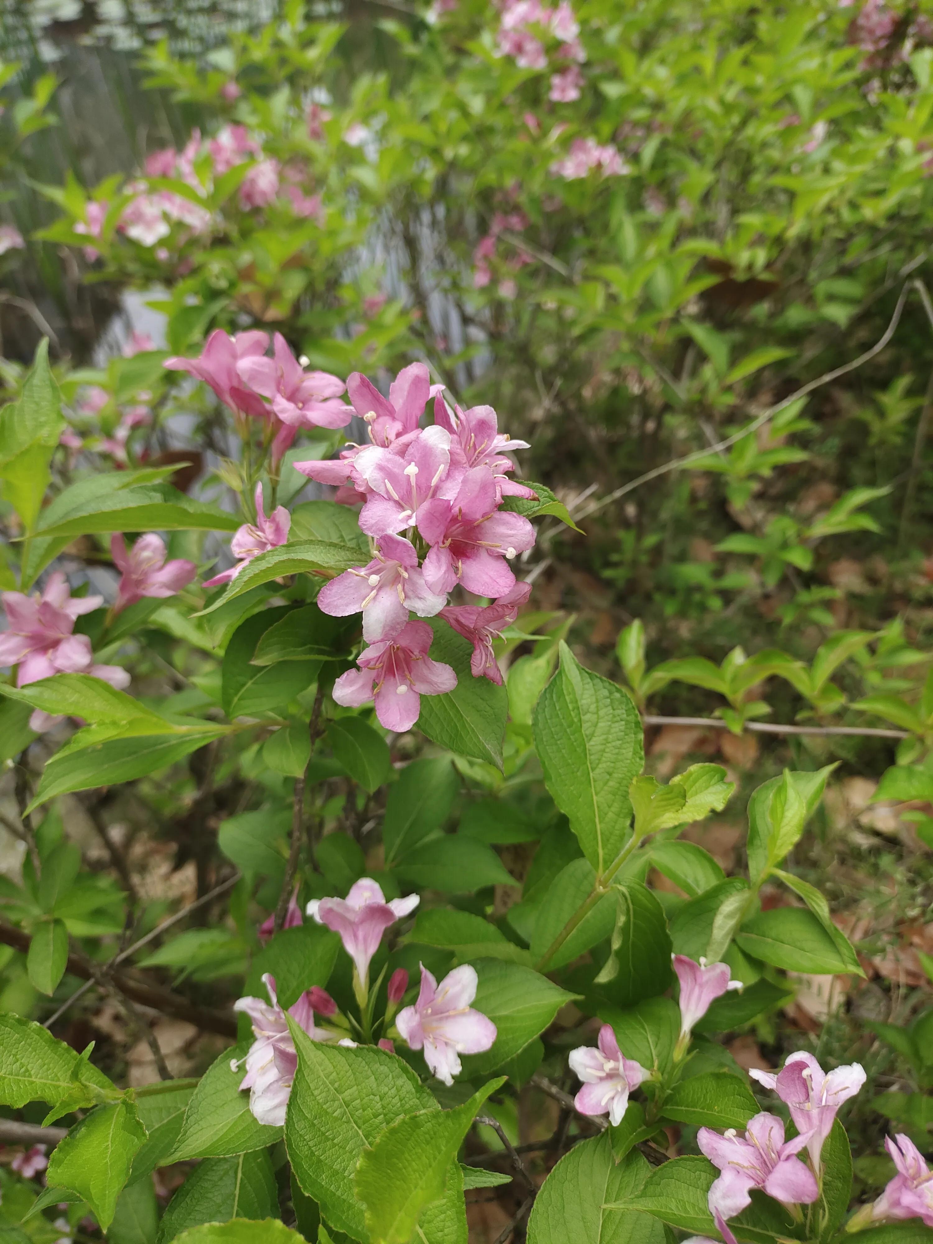 打工妹秋月之初次约会30