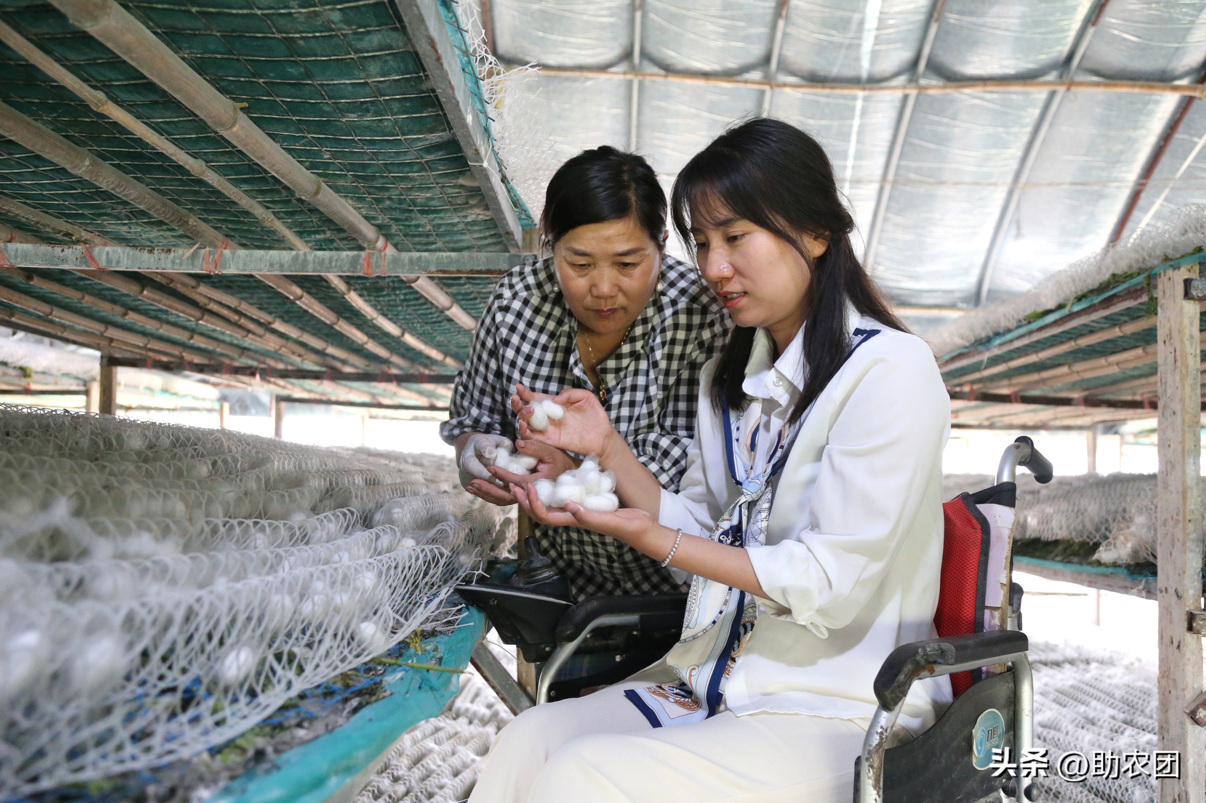 轮椅女孩开网店攒下70万返乡创业，租下150亩地养蚕能成功吗？