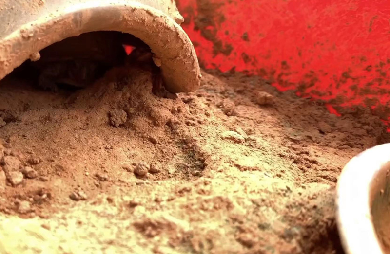 新到的黄缘闭壳龟龟苗怎么处理,黄缘闭壳龟龟苗龟粮推荐