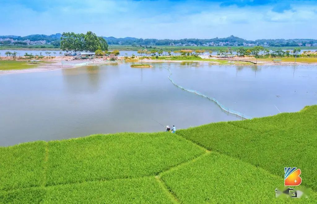 广西博白县龙潭镇酸白椒,广西博白客家美食