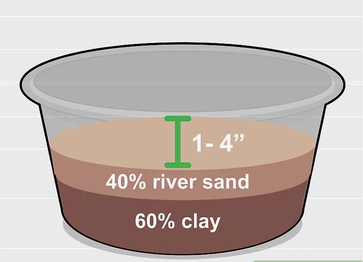 怎么种植莲花盆栽,如何种植莲花芋头