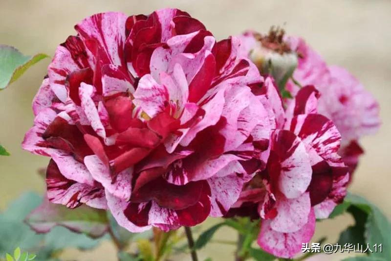 常见丰花月季品种一览,阳台盆栽丰花月季什么品种最好