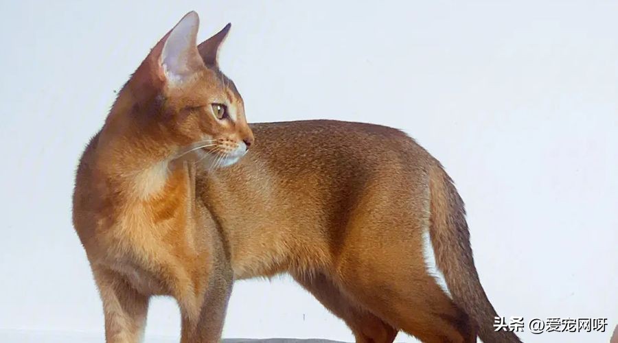 玳瑁猫咪是什么品种,猫咪品种大全及图片