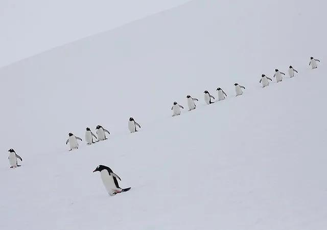 我在南极养企鹅,我在南极的日子