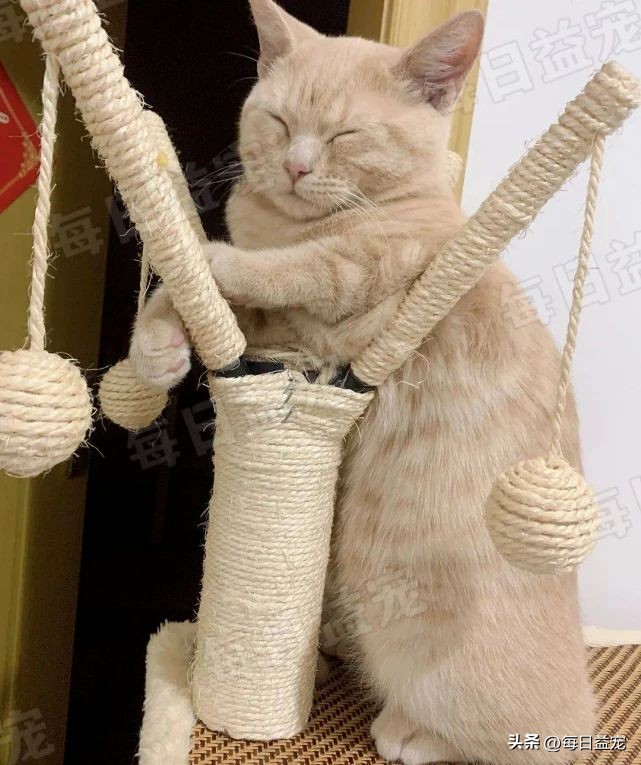 买猫被忽悠高价买了猫粮,网上买猫被骗猫咪回来不吃不喝