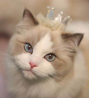 老潘养殖日常生活,老潘专业养殖狮头鹅