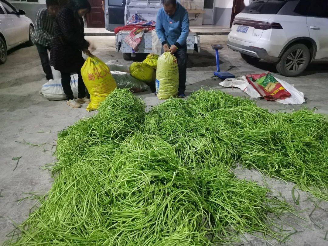 大叔把喂猪的红薯梗卖韩国1亩挣600，烘干加工1年竟卖300万，凭啥