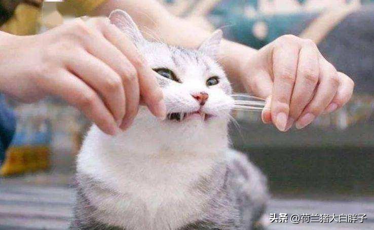 猫咪来月经冷知识,关于猫咪的36个冷知识