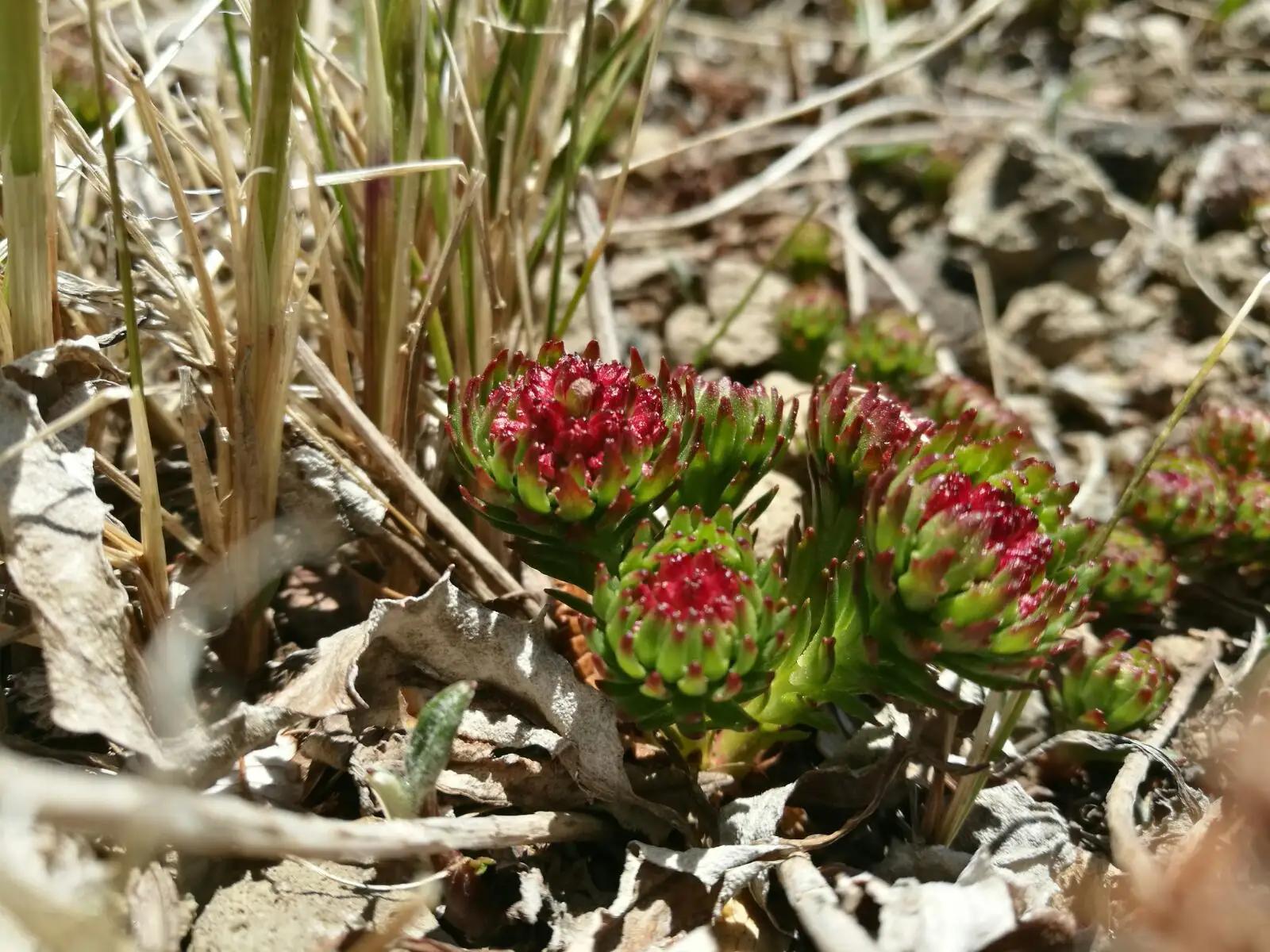罕见奇怪的动物之伊犁鼠兔,伊犁鼠兔有多稀少
