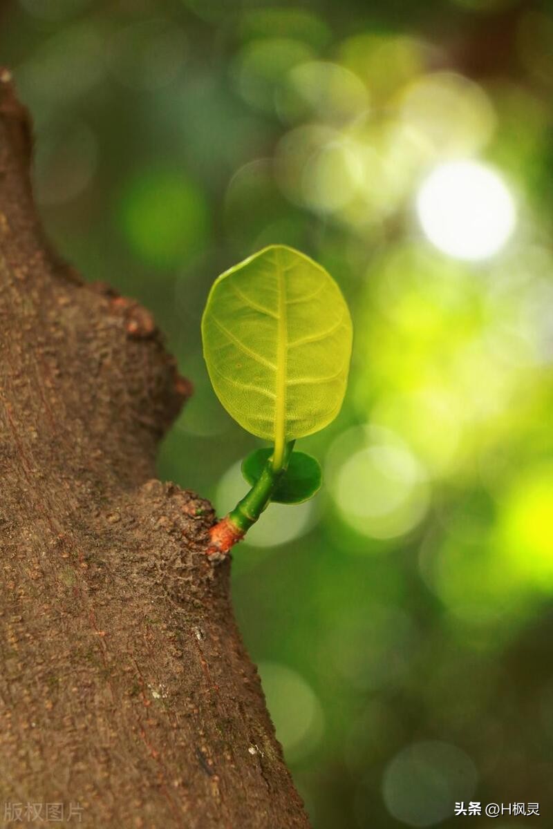 歌词里有菠萝蜜是啥歌,菠萝菠萝蜜是什么歌