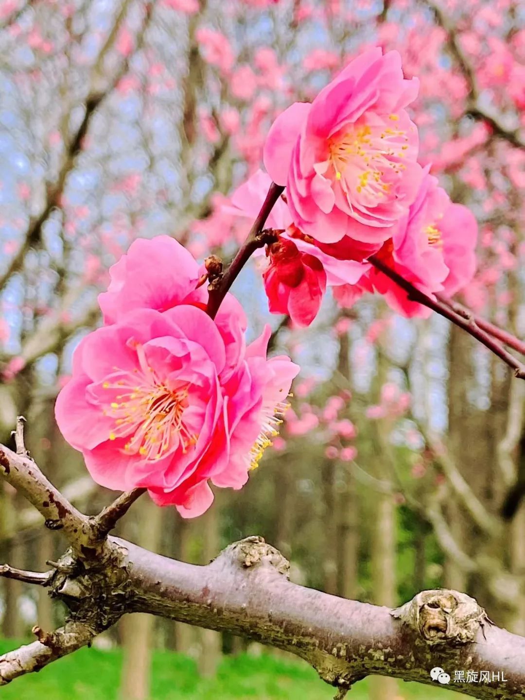 上海莘庄赏梅,新年莘庄梅园赏梅