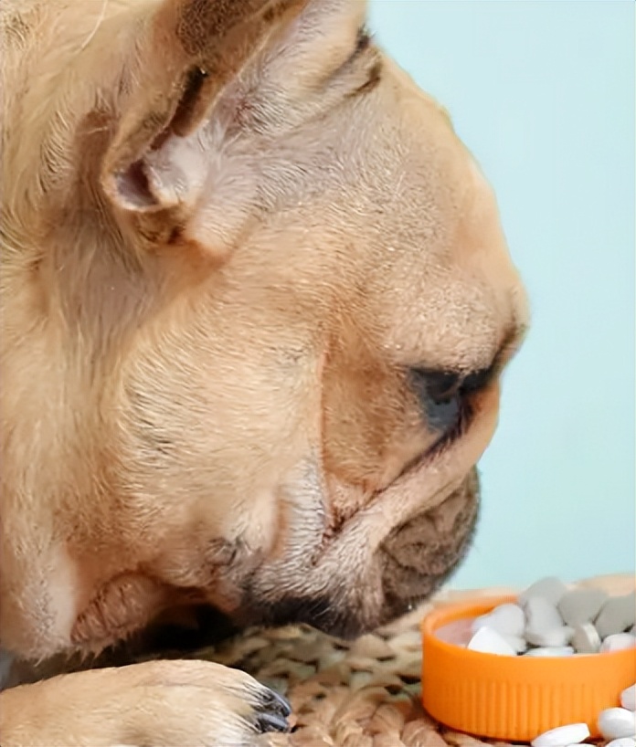 狗狗“怀孕”啦，快这样照顾它