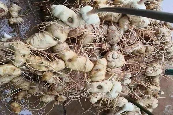 中医补气养血养心的方子,中医用什么方子补血养神