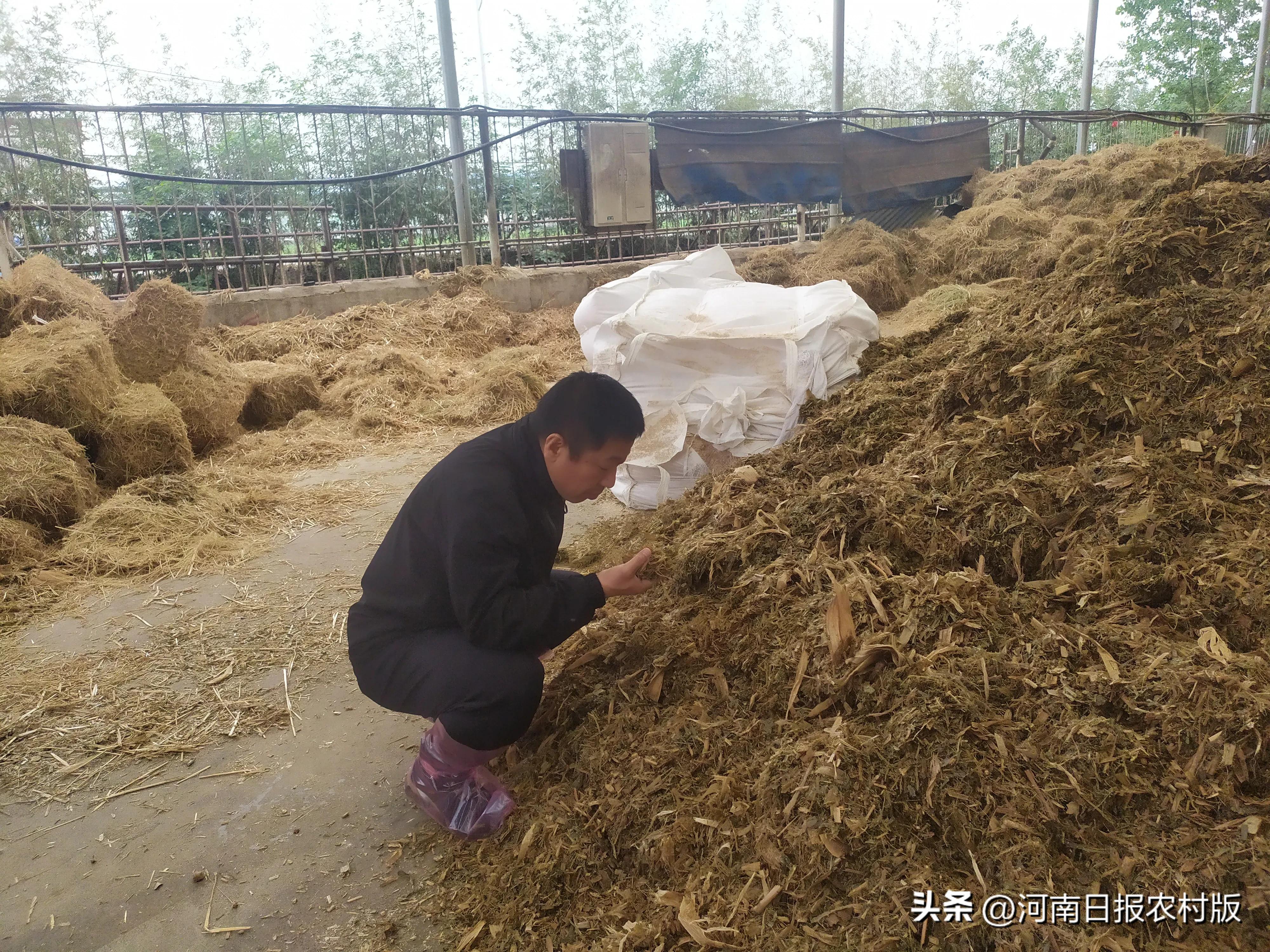 推动肉牛全产业链发展做大做强,云南省现代农业肉牛产业体系