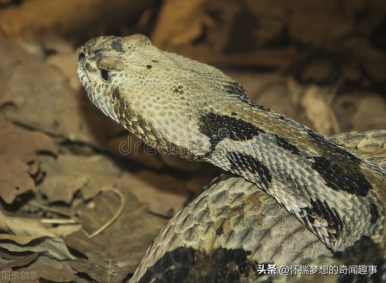 全球最致命的毒蛇,最毒的毒蛇咬人