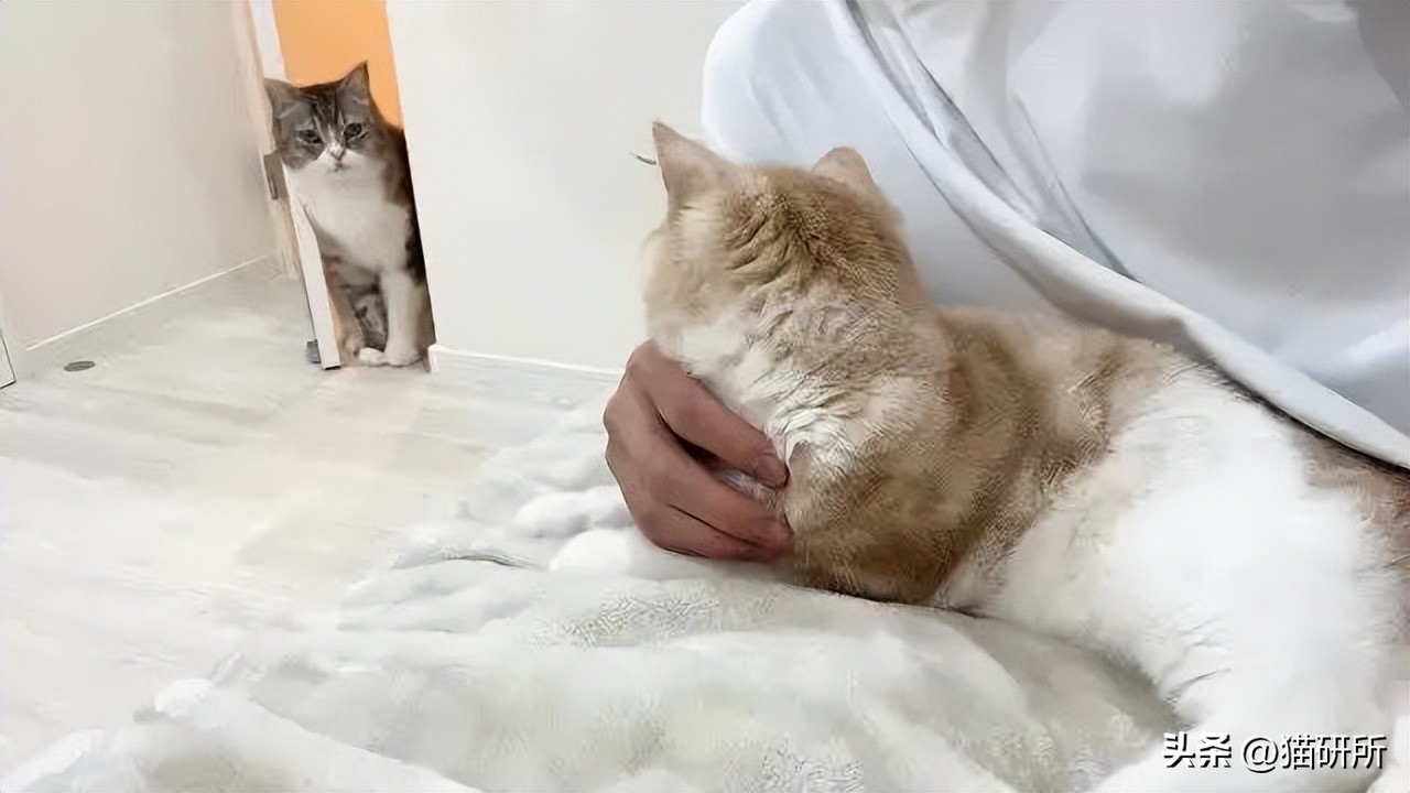 猫咪会嫉妒宠自己的孩子吗,猫咪会嫉妒对另一个小动物好吗