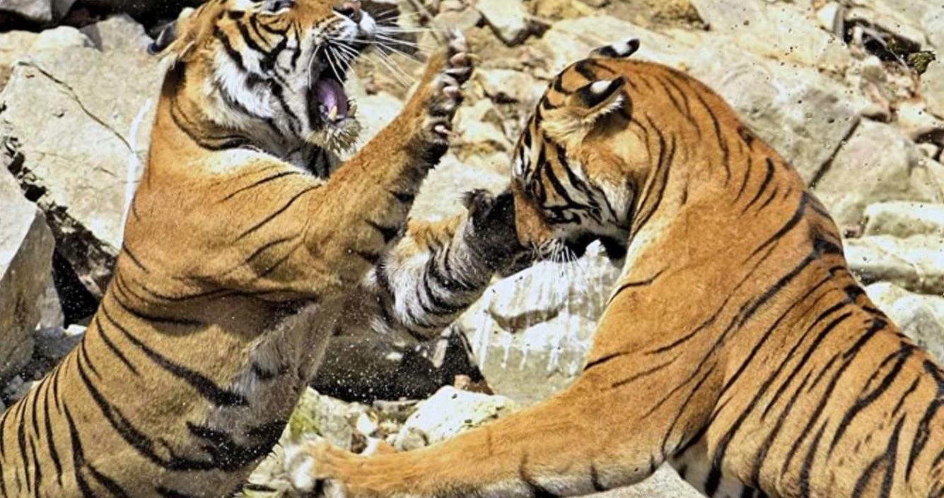 老虎领地的真相,老虎领地数百平方公里