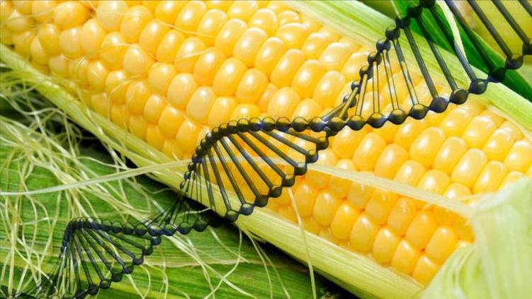 转基因大豆油有危害,转基因大豆油对身体的害处