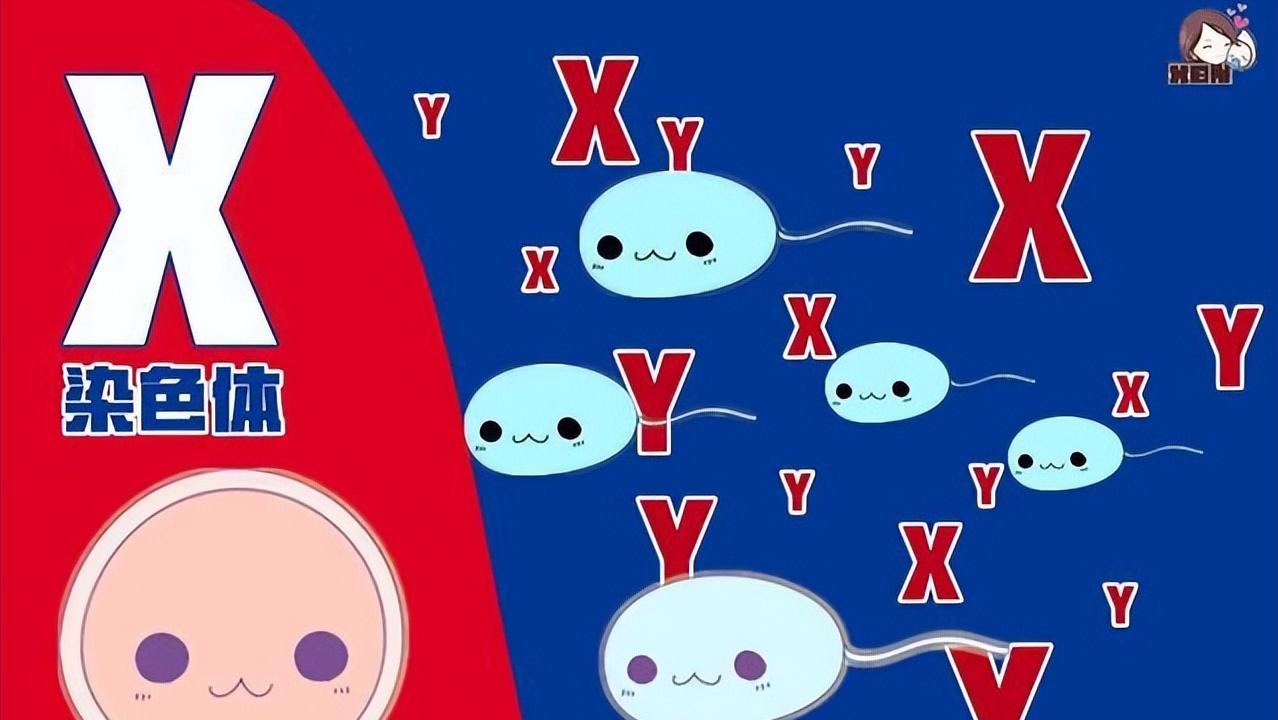 胎儿性别是哪一刻决定的,胎儿是在受孕的瞬间决定的