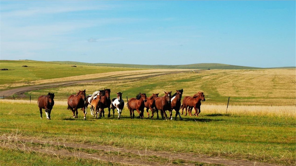 大揭秘为啥不吃马肉,马肉营养丰富为何中国人都不吃