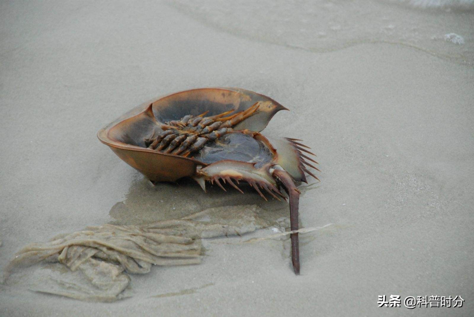 4亿岁生物被疯狂抽血,4亿多年蓝色血液引人类陷入绝境
