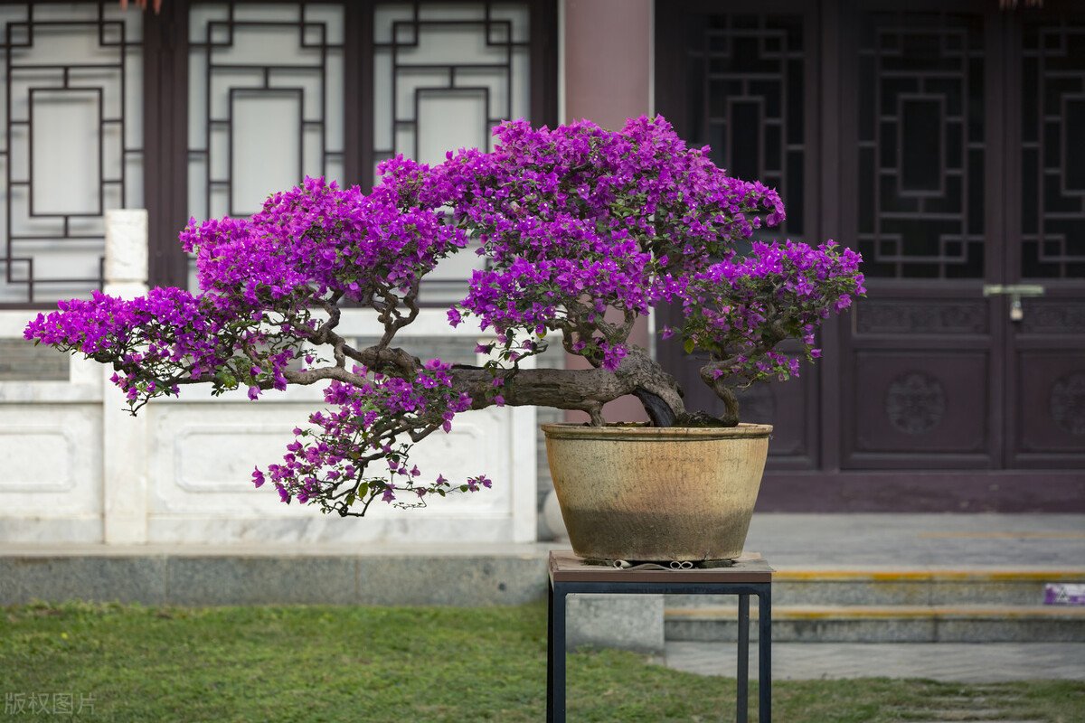 盆栽大型植物2000块钱,200块左右盆栽