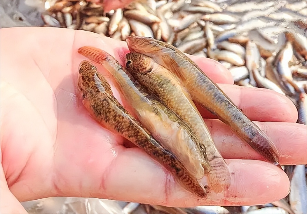 农村小杂鱼大全,农村5种不起眼的小杂鱼