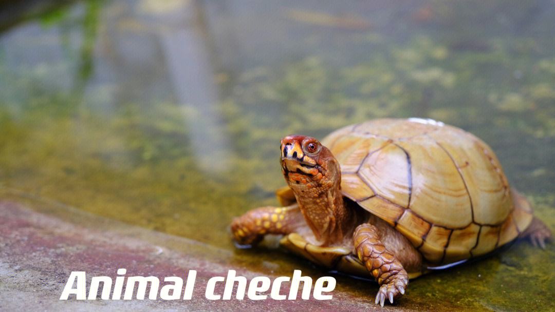 养北美鳄龟的龟友,箱龟种类图片大全