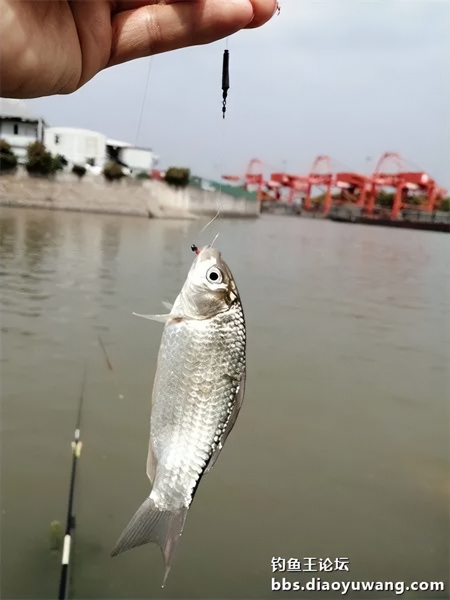 钓王钓鱼方法,钓鱼王试钓视频